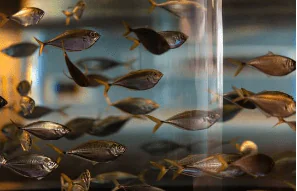 South Carolina Aquarium